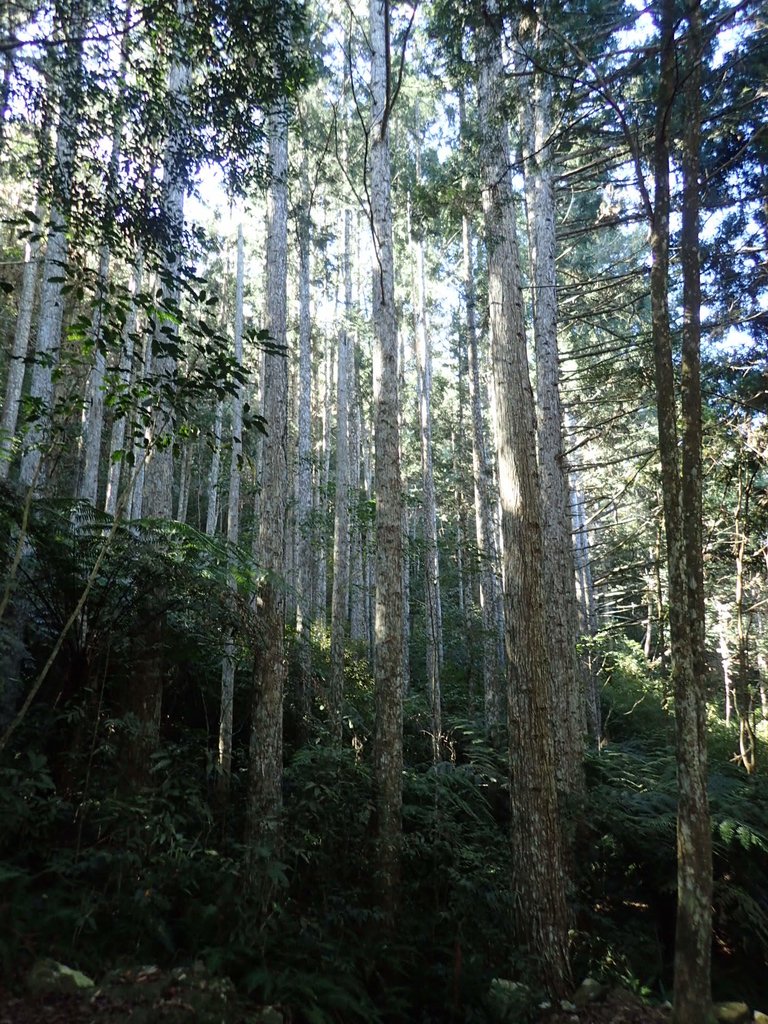 PB225039.JPG - 仁愛  惠蓀林場  湯公碑步道