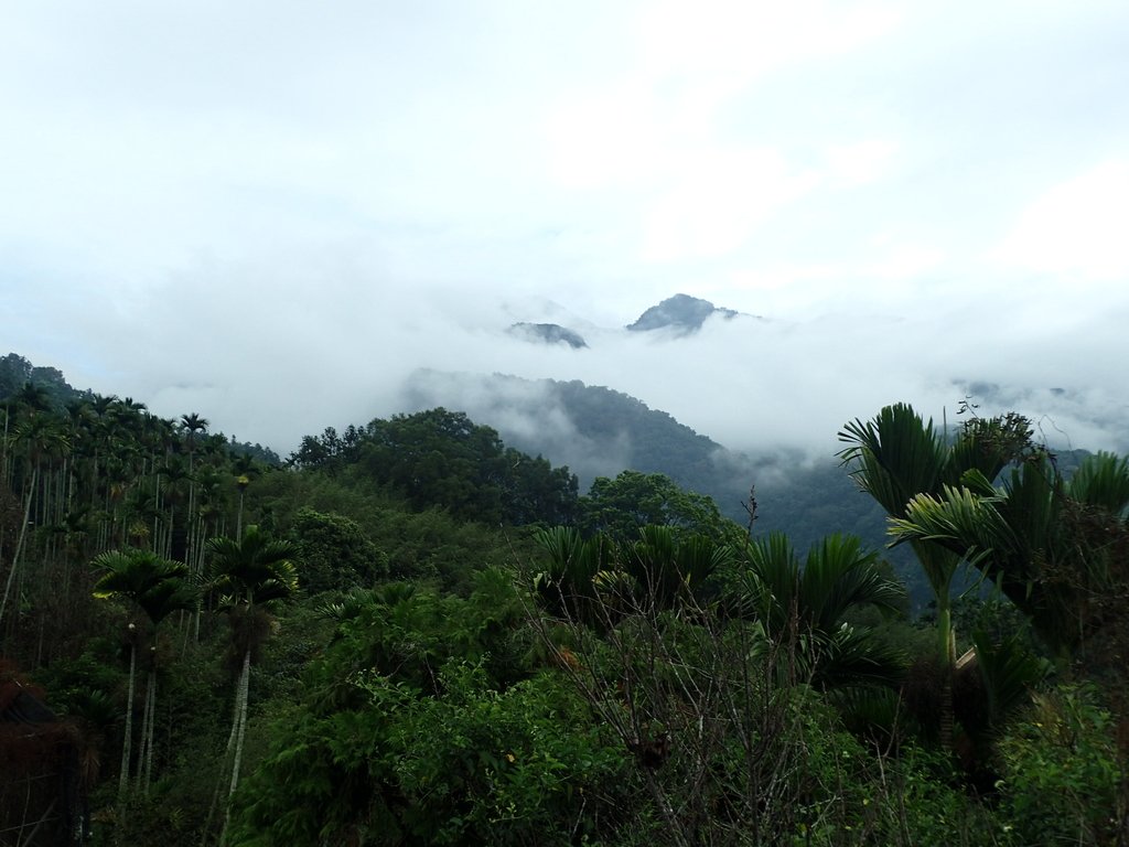 PA231635.JPG - 草嶺  茄苳步道  峭壁雄風