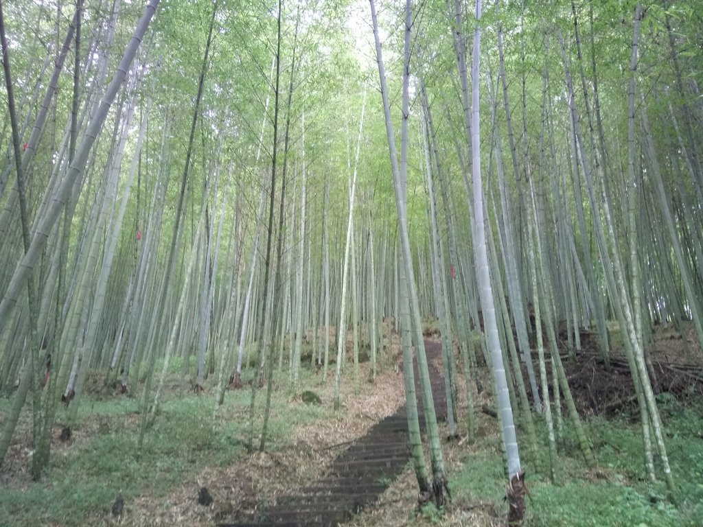 DSC_1228.JPG - 石壁山  嘉南雲峰步道