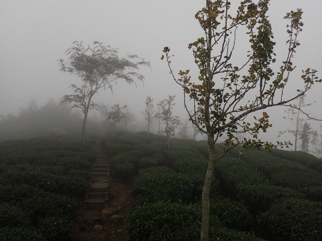 PA171093.JPG - 鹿谷  大崙山  霧中茶園之美(02)