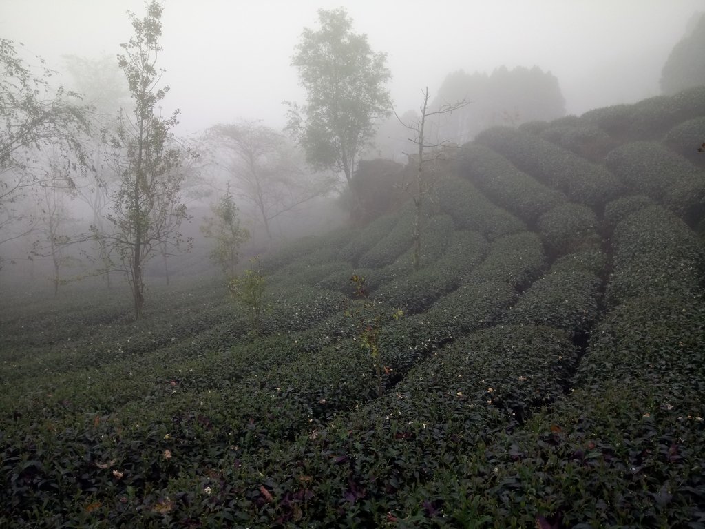 DSC_0512.JPG - 鹿谷  大崙山  霧中茶園之美(03)