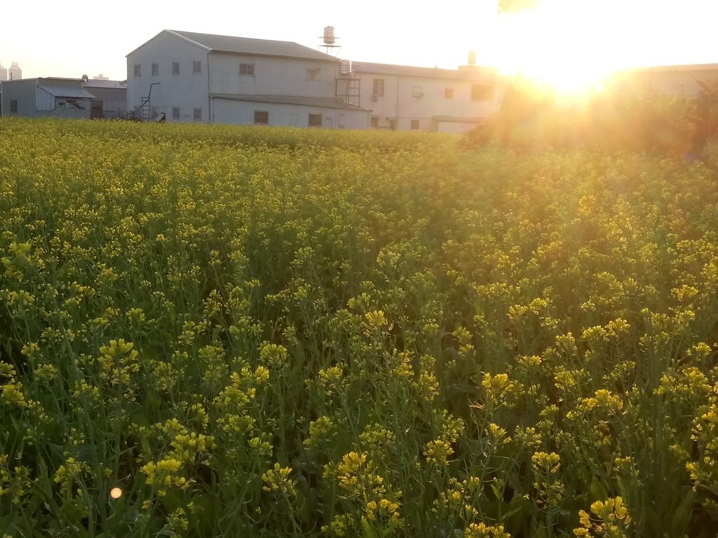 DSC_0173.JPG - 台中  西屯  油菜花田