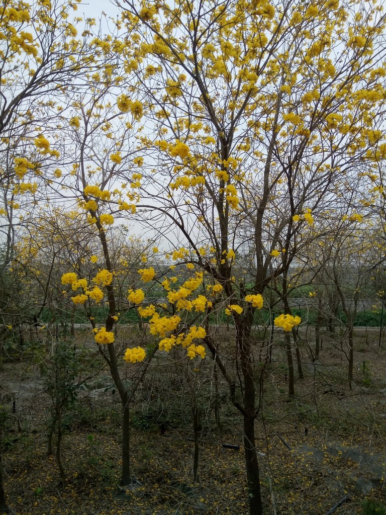 DSC_8415.JPG - 竹塘  田頭堤防  黃花風鈴木