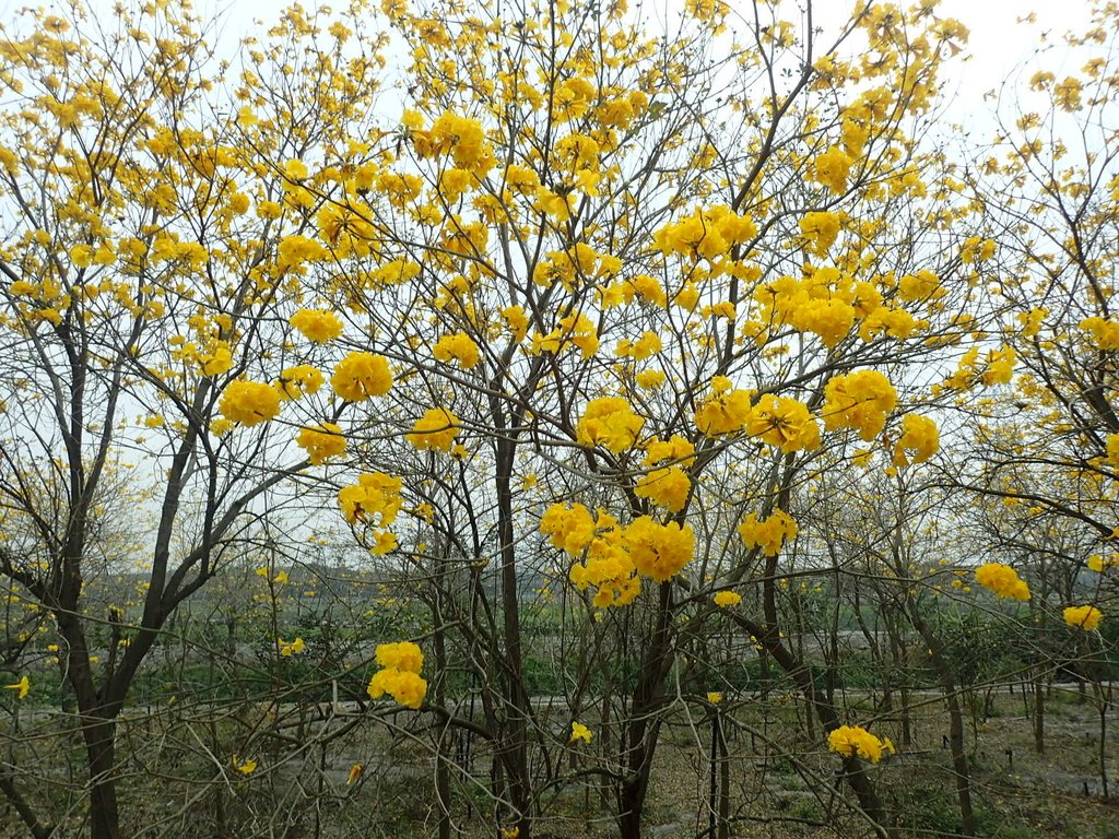 P3066545.JPG - 竹塘  田頭堤防  黃花風鈴木