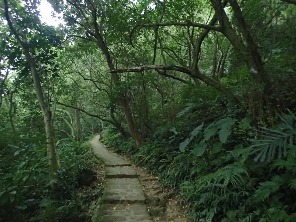 P3116925.JPG - 內湖  白鷺鷥山親山步道