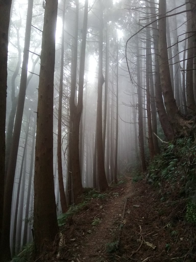 DSC_3775.JPG - 南庄  加里山  森林鐵道