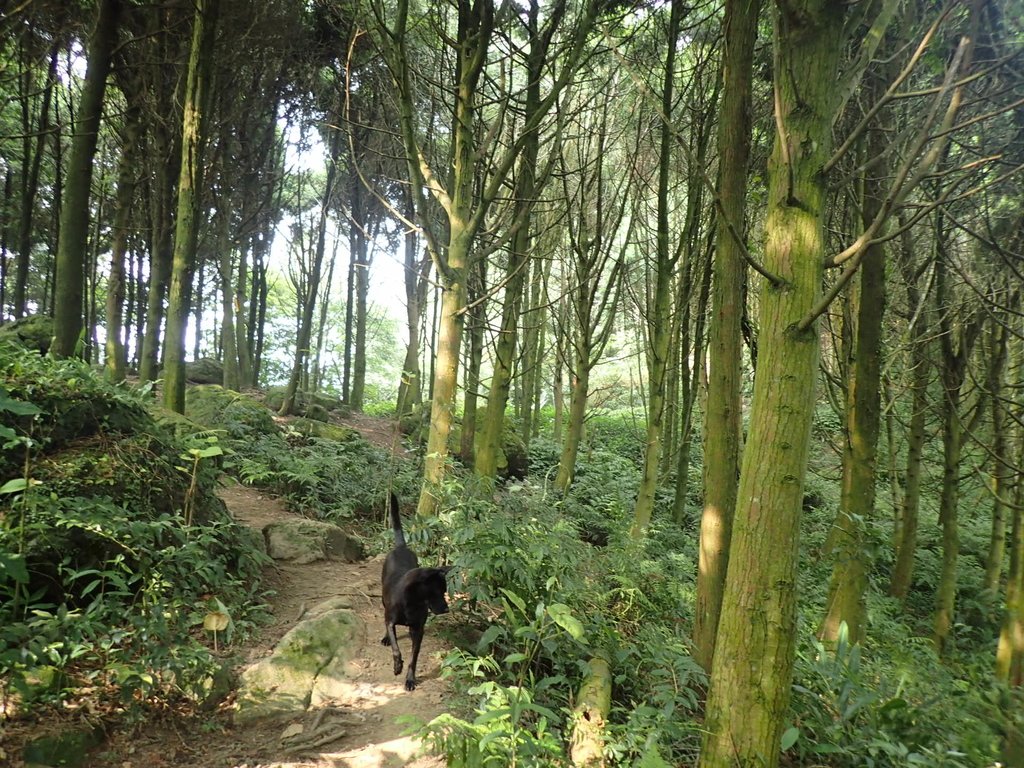 P9108405.JPG - 新竹  五指山登山步道