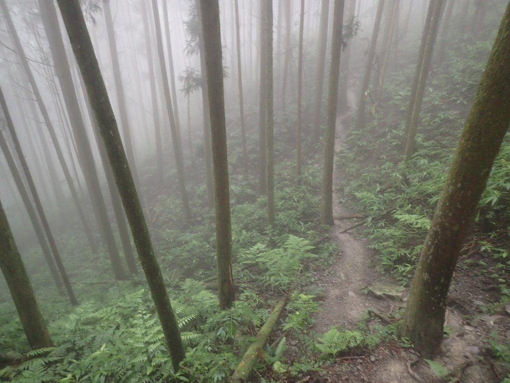 P9250231.JPG - 南庄  向天湖之  迷霧森林