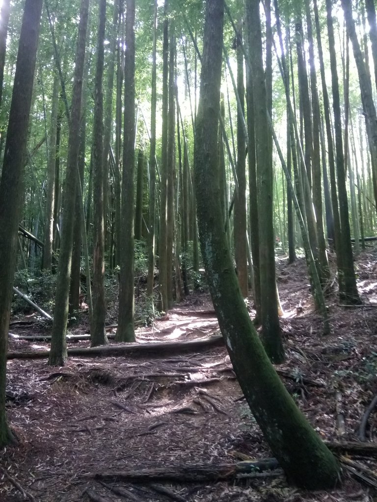 DSC_5206.JPG - 台中和平  長壽山登山步道  (下)