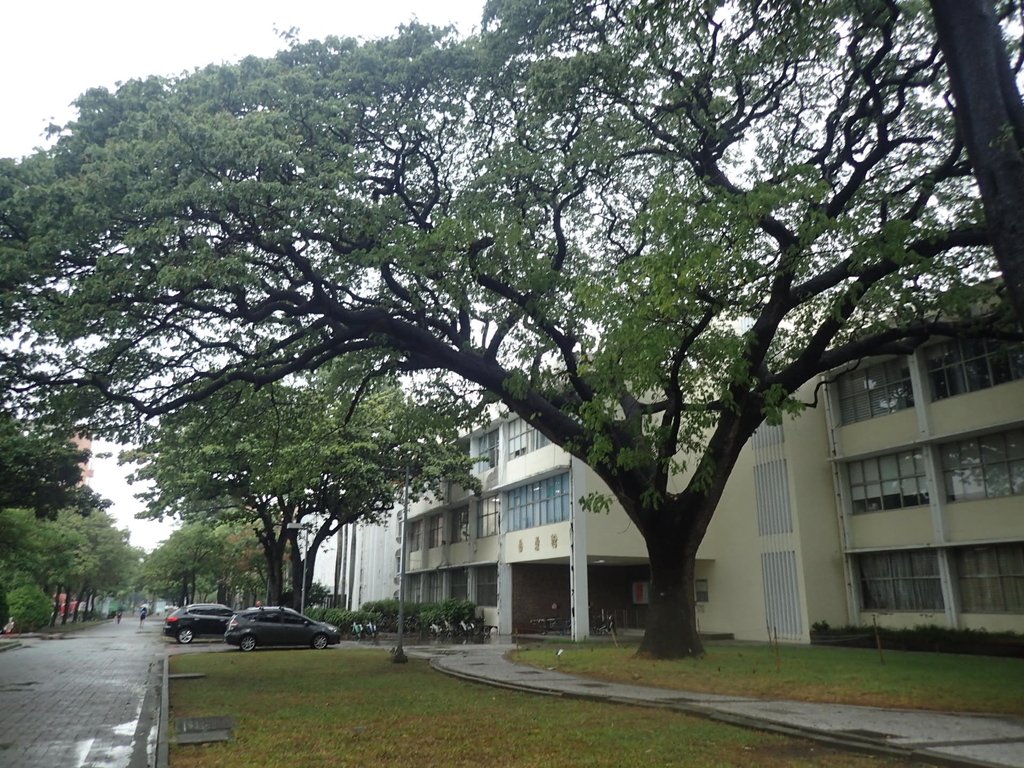 PB074435.JPG - 台南  成功大學  校園掠影