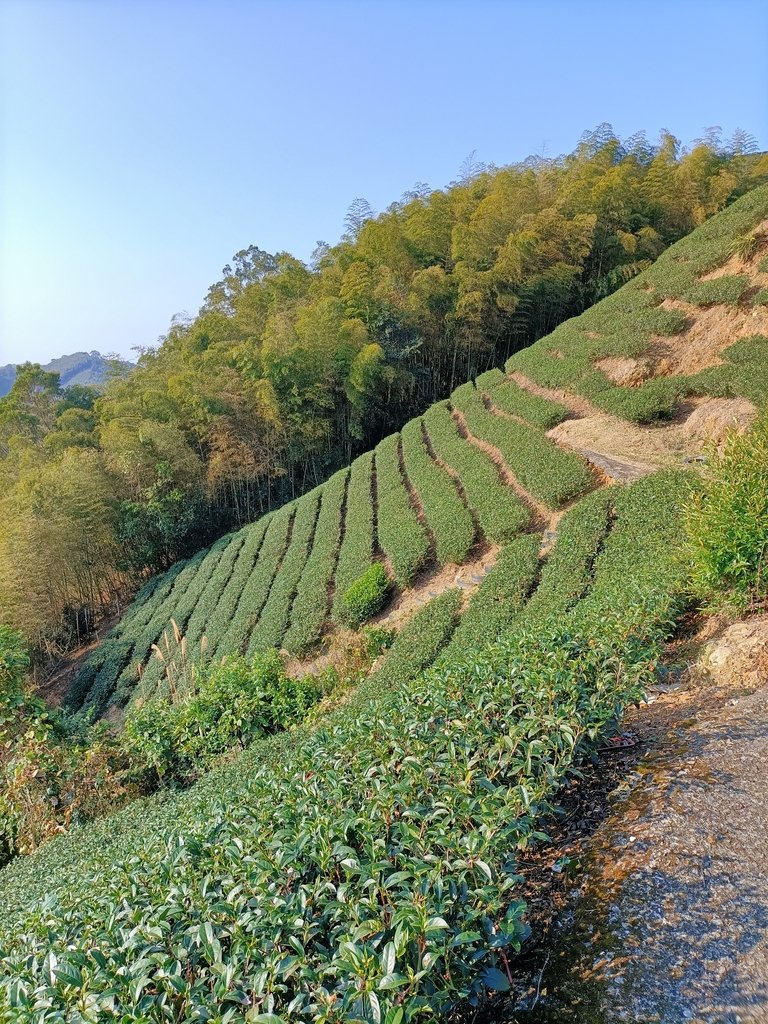 IMG20210130084608.jpg - 雲嘉連峰之  太平山  梨子腳山