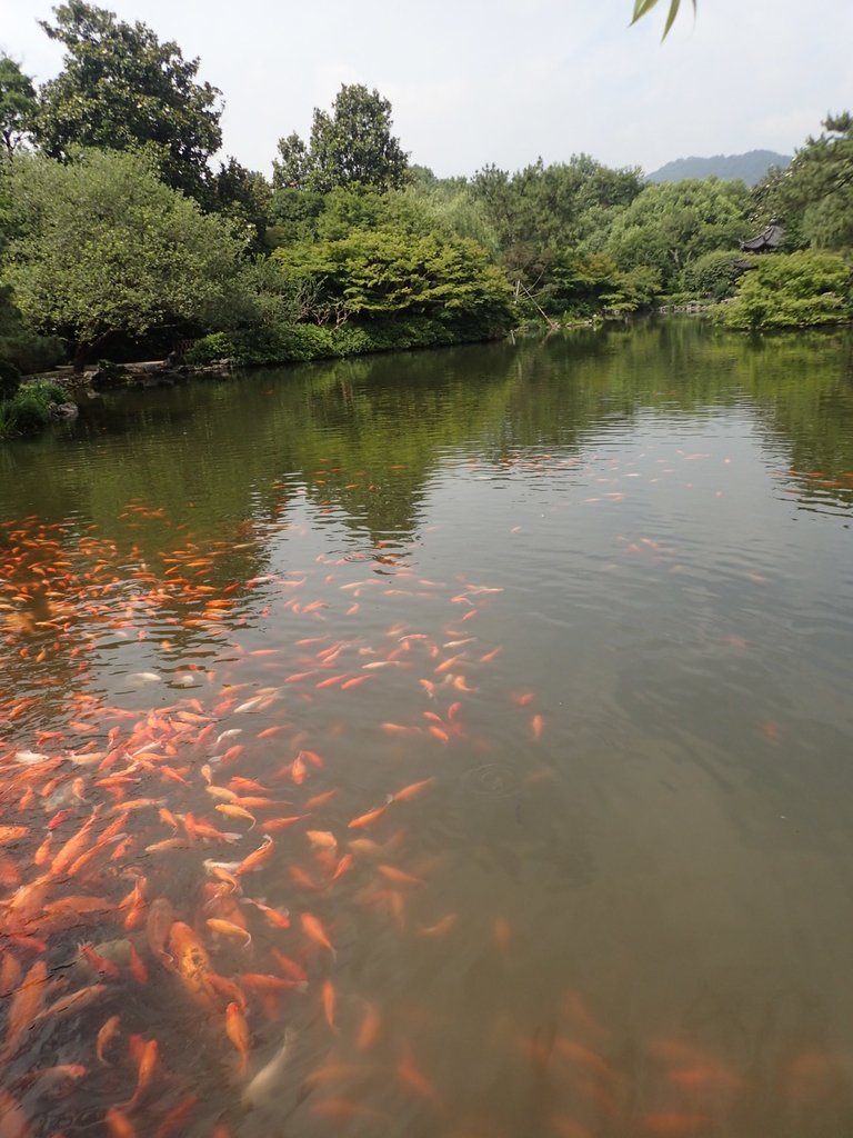 P6063143.JPG - 杭州西湖  花港觀魚