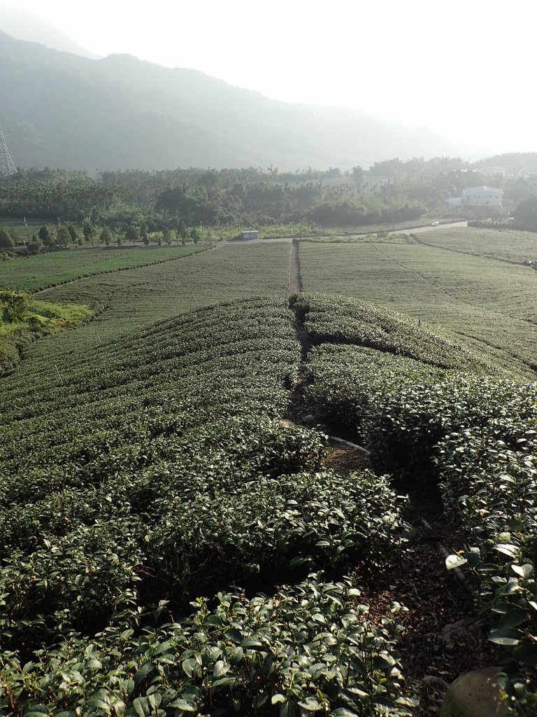 PB225344.JPG - 竹山  山坪頂茶園