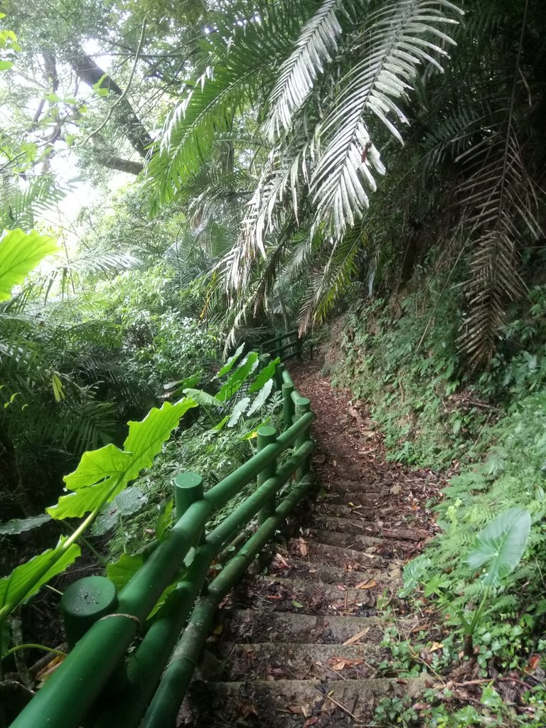 DSC_1193.JPG - 草嶺  茄苳步道  峭壁雄風