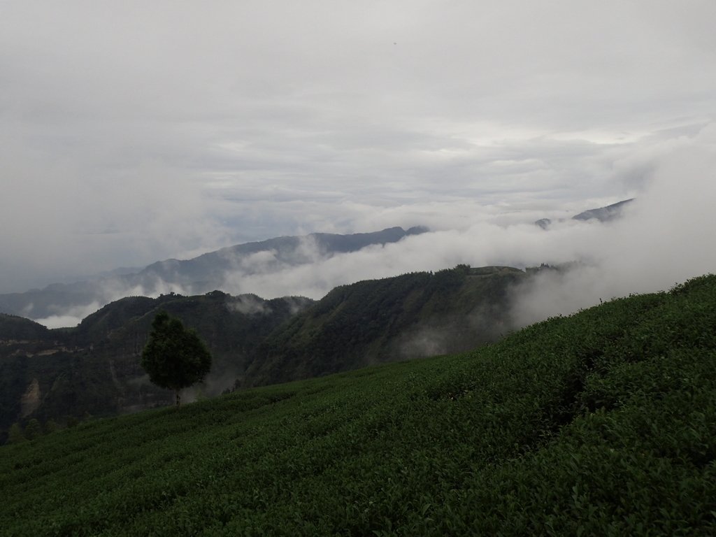 PA231864.JPG - 古坑  雲嶺之丘