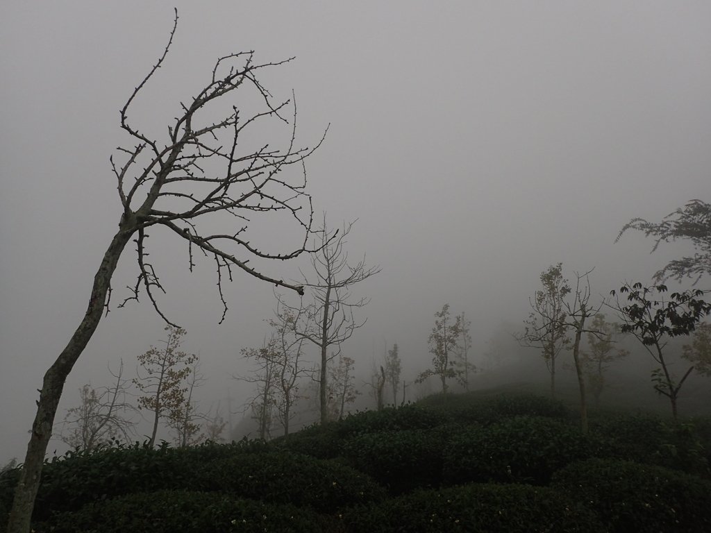 PA171097.JPG - 鹿谷  大崙山  霧中茶園之美(02)