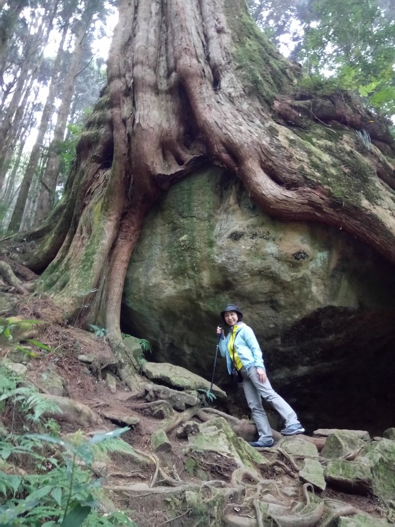 DSC_1539.JPG - 阿里山  二萬平  抱石神木