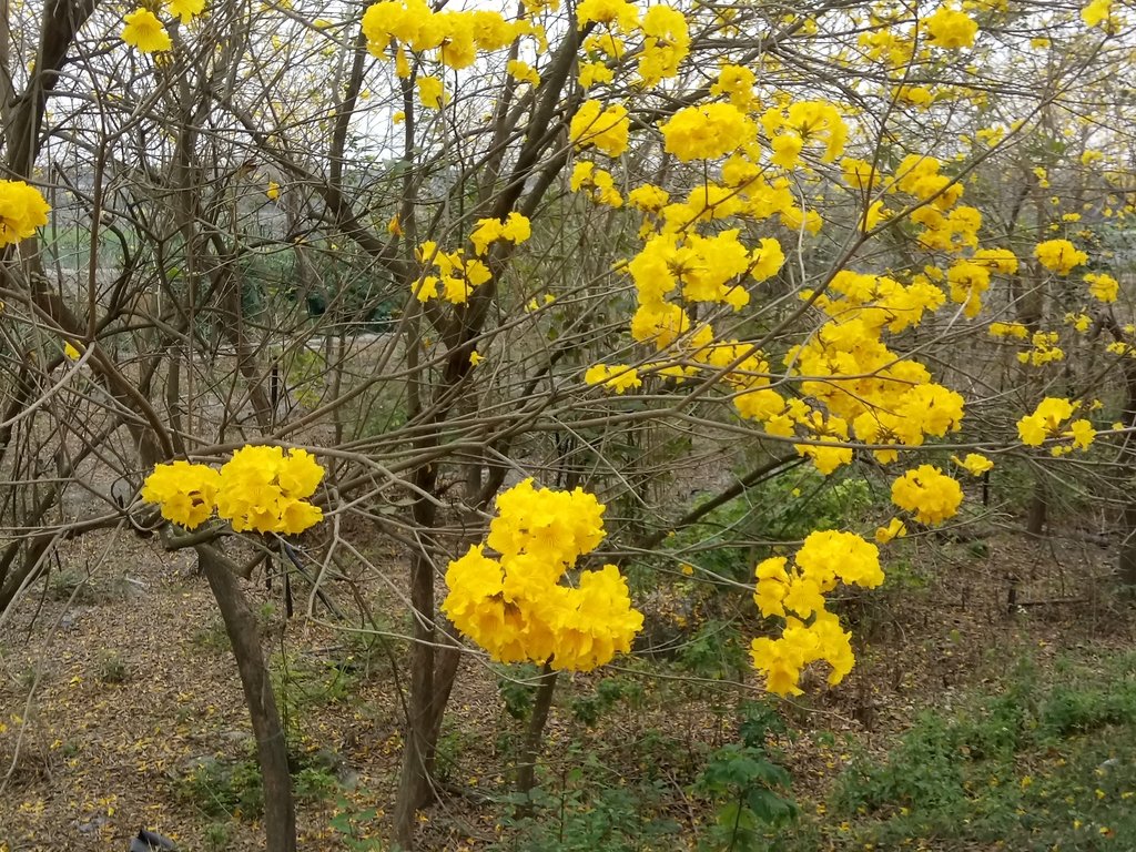 DSC_8421.JPG - 竹塘  田頭堤防  黃花風鈴木