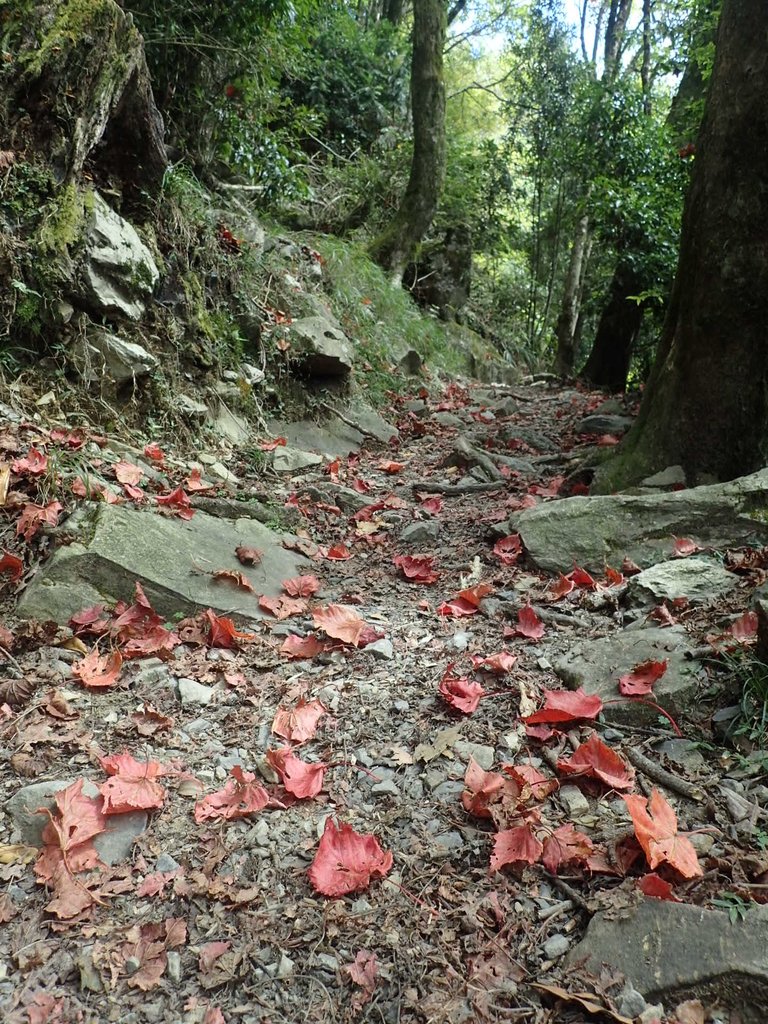 PA185631.JPG - 台中  和平  稍來山