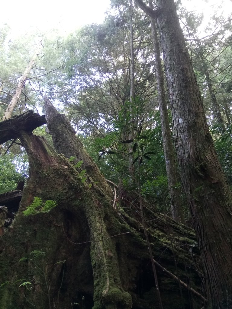 DSC_2640.JPG - 台中  和平  稍來山