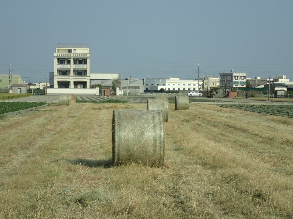 PA196277.JPG - 埔鹽  南勢埔  牧草卷之旅