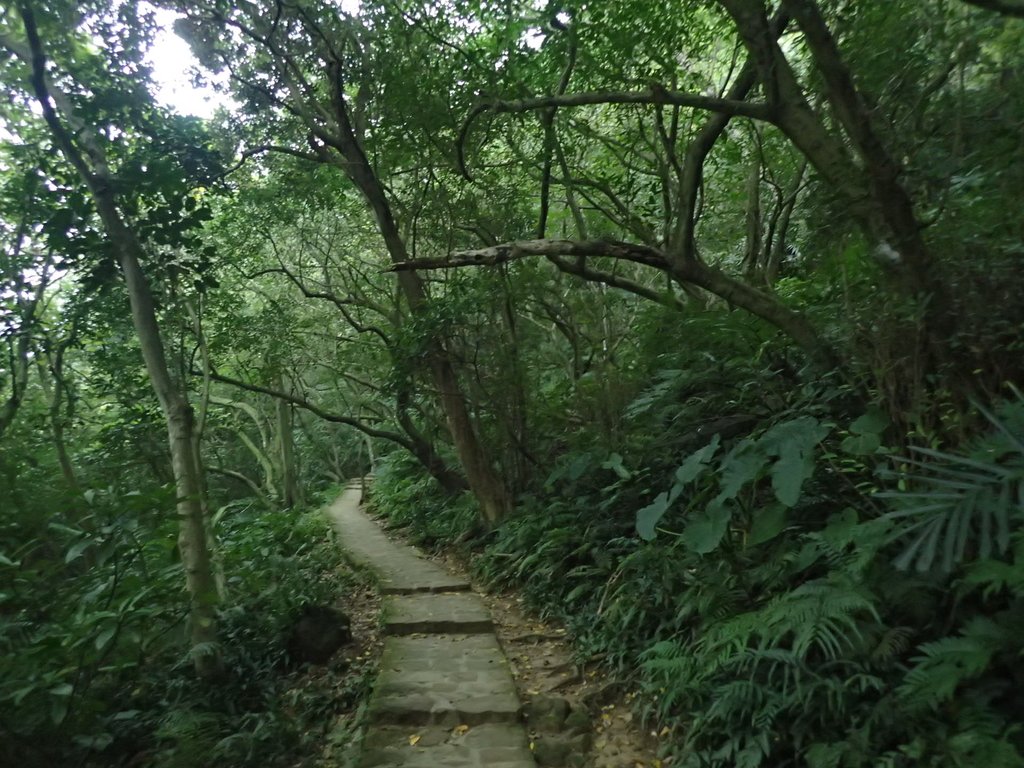 P3116927.JPG - 內湖  白鷺鷥山親山步道