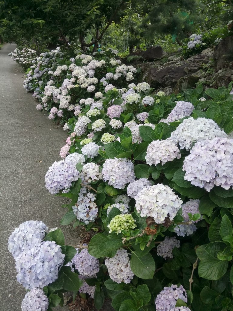 DSC_9880.JPG - 谷關  斯巴可步道