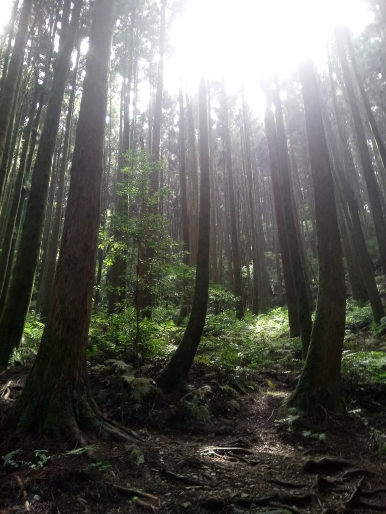 DSC_5242.JPG - 台中和平  長壽山登山步道  (下)