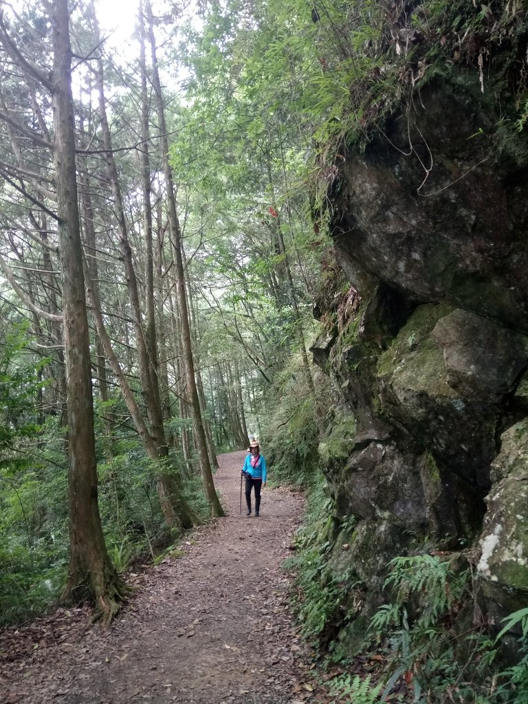 DSC_5277.JPG - 台中  和平  橫嶺山自然步道