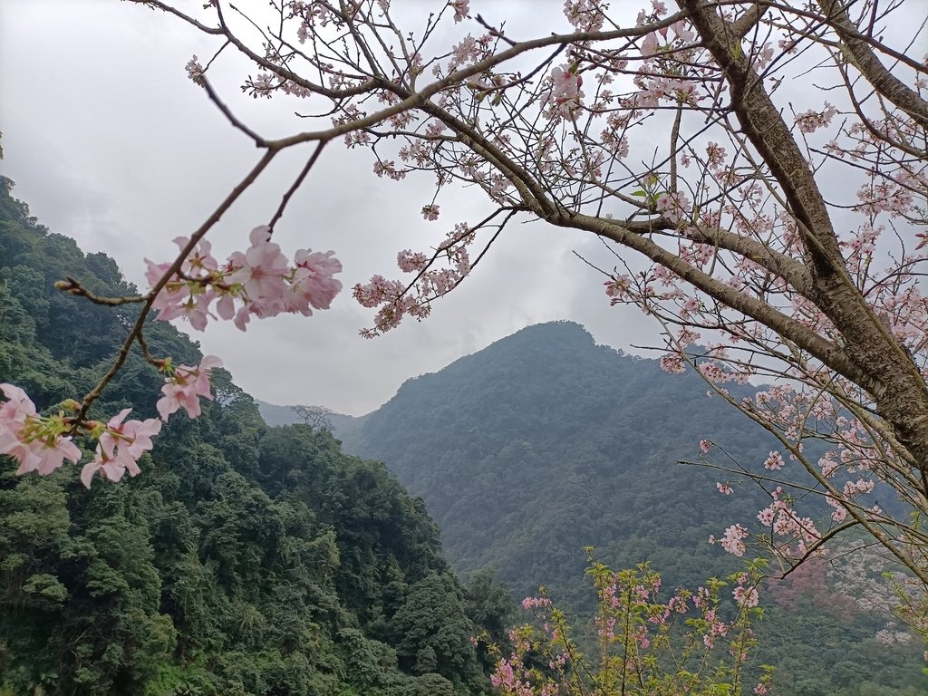 IMG20210226130337.jpg - 三峽  熊空  大熊櫻花林