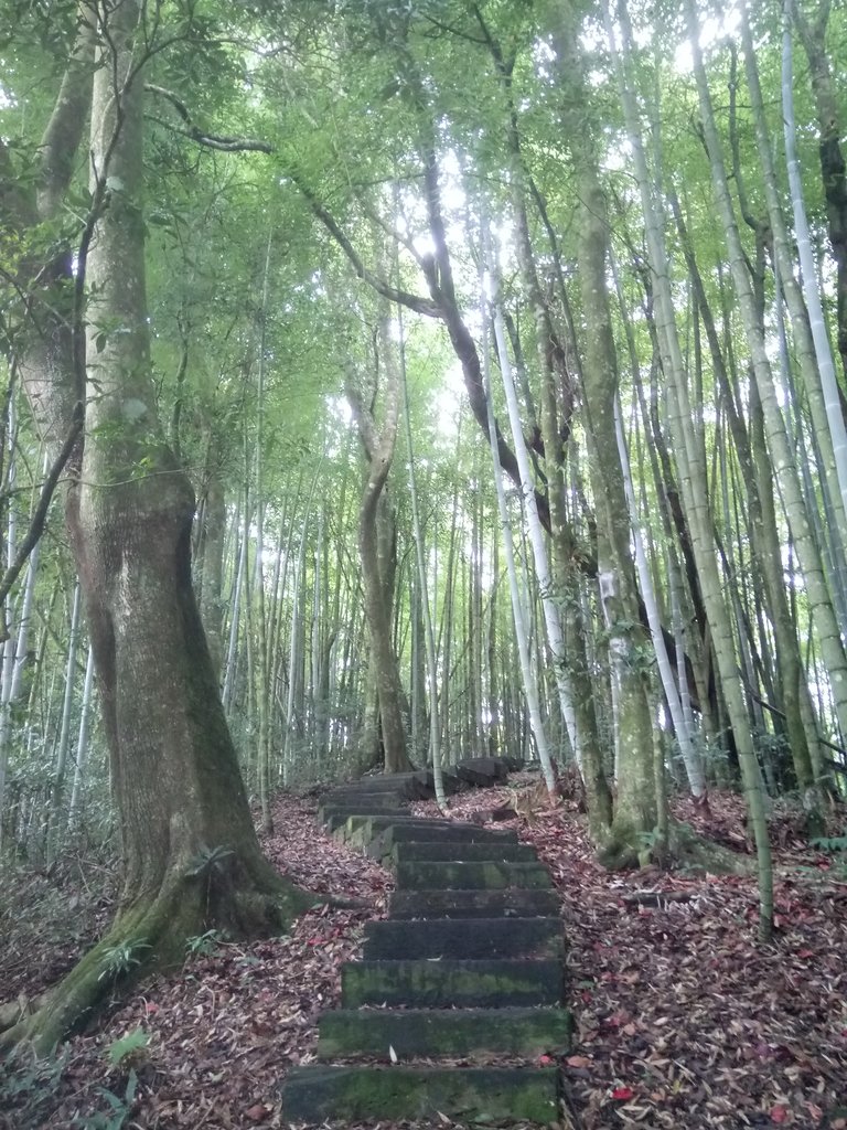 DSC_1242.JPG - 石壁山  嘉南雲峰步道