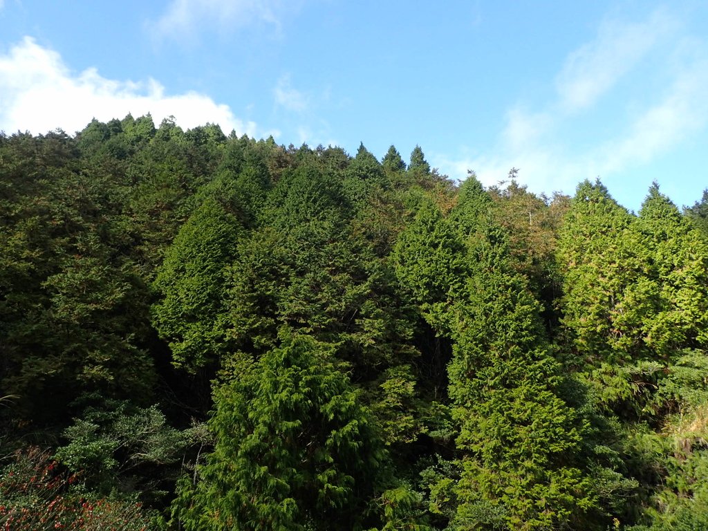 PB265474.JPG - 太平山  翠峰湖環山步道  02