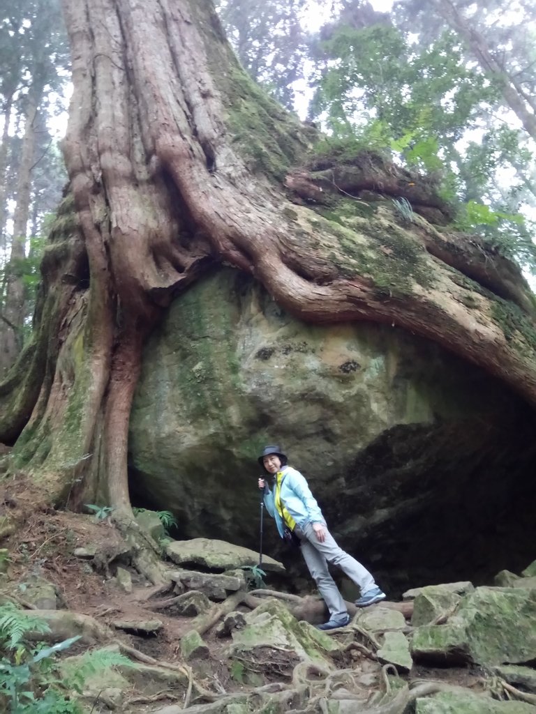 DSC_1540.JPG - 阿里山  二萬平  抱石神木