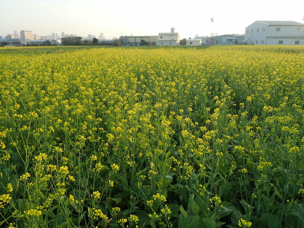 P1083462.JPG - 台中  西屯  油菜花田