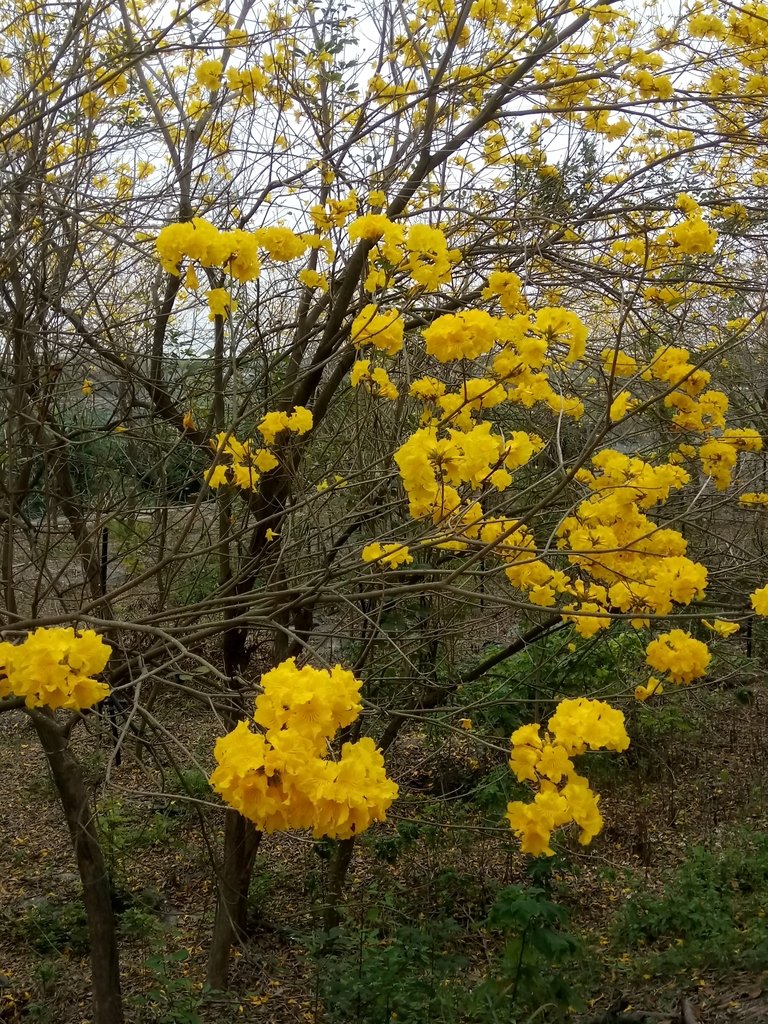 DSC_8422.JPG - 竹塘  田頭堤防  黃花風鈴木