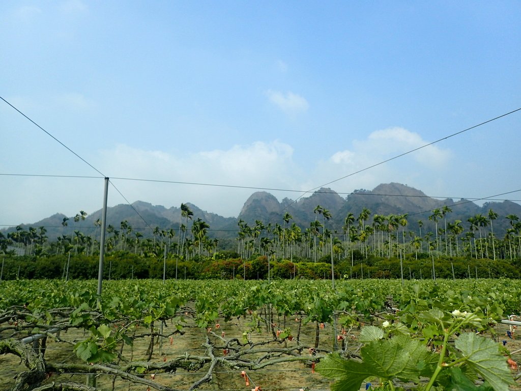 P3016121.JPG - 草屯平林  九九峰森林步道