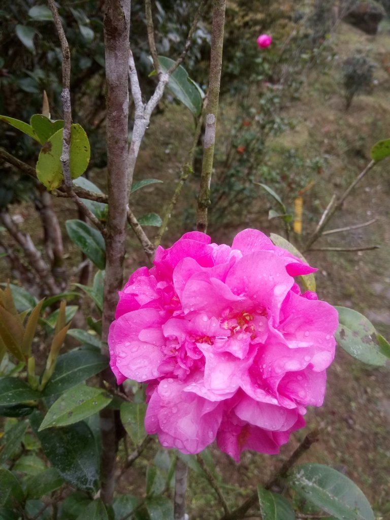 DSC_7153.JPG - 坪林  鬼子賴尖山