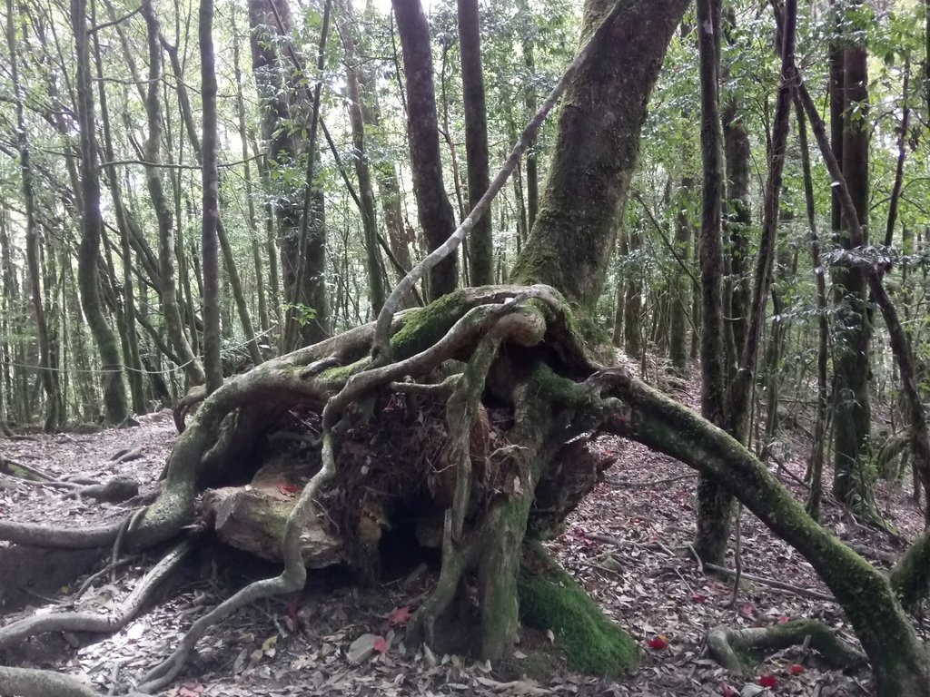 DSC_2656.JPG - 台中  和平  稍來山