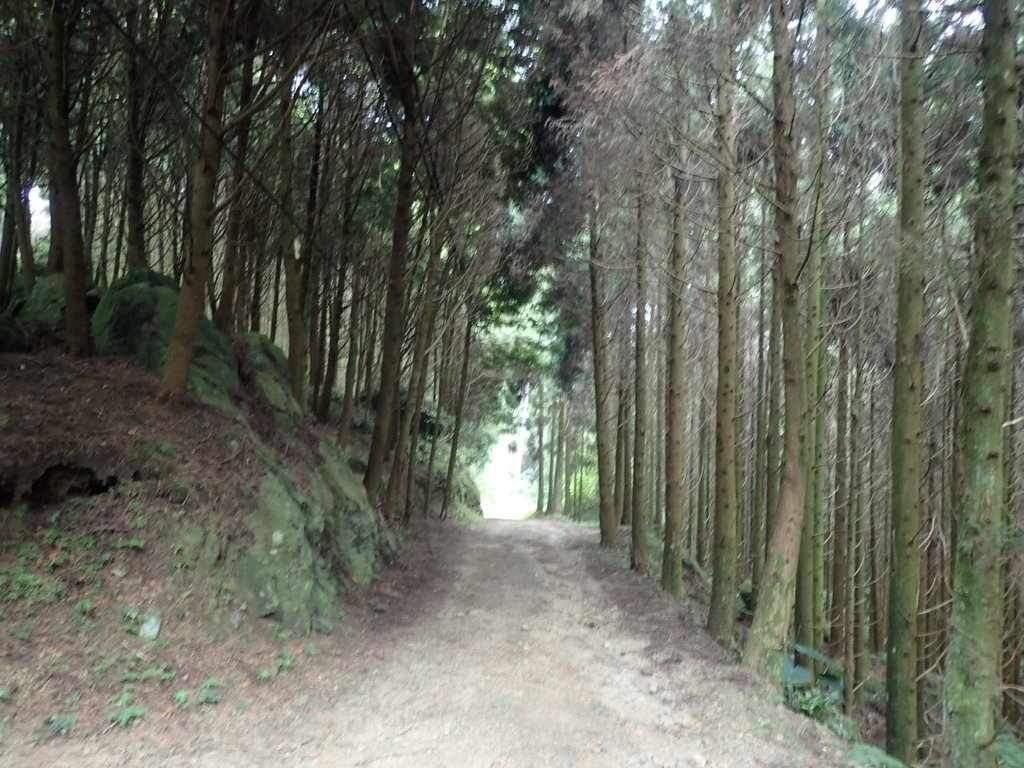 P9108412.JPG - 新竹  五指山登山步道