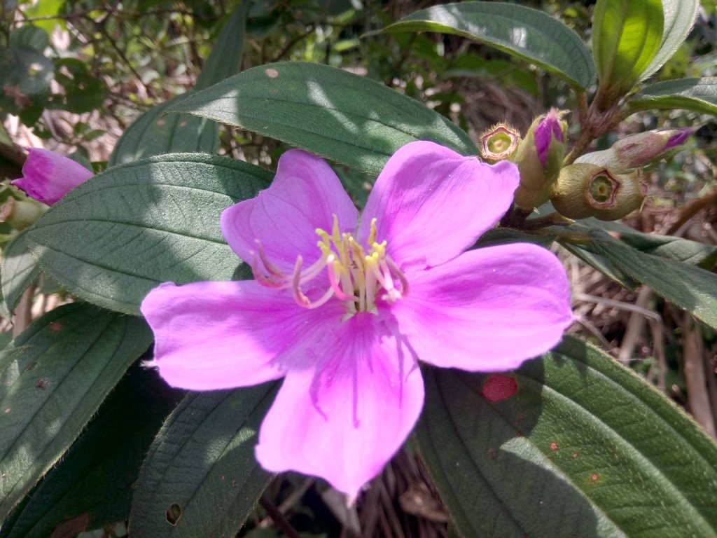 DSC_0839.JPG - 瑞芳  雞籠山登山步道