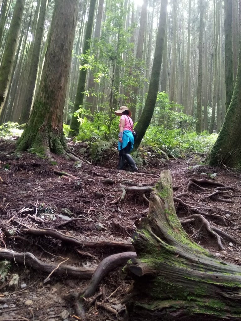 DSC_5244.JPG - 台中和平  長壽山登山步道  (下)