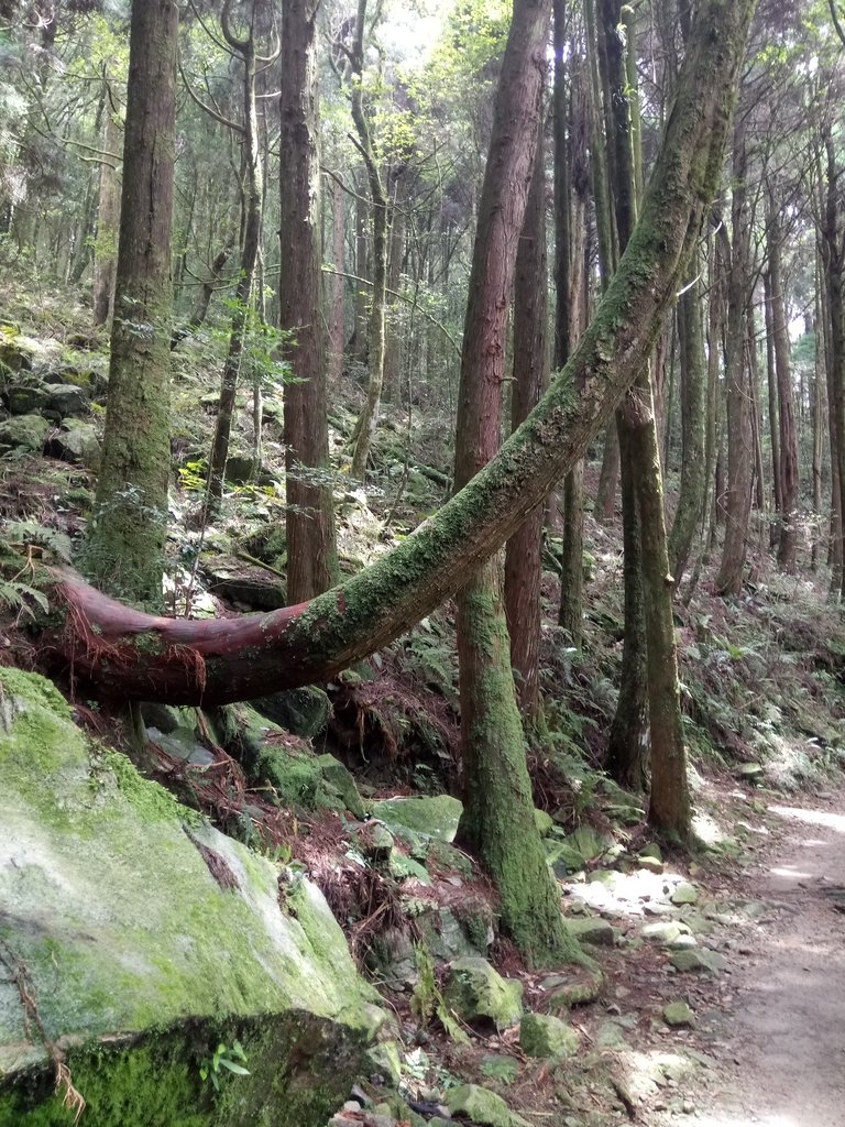 DSC_5286.JPG - 台中  和平  橫嶺山自然步道