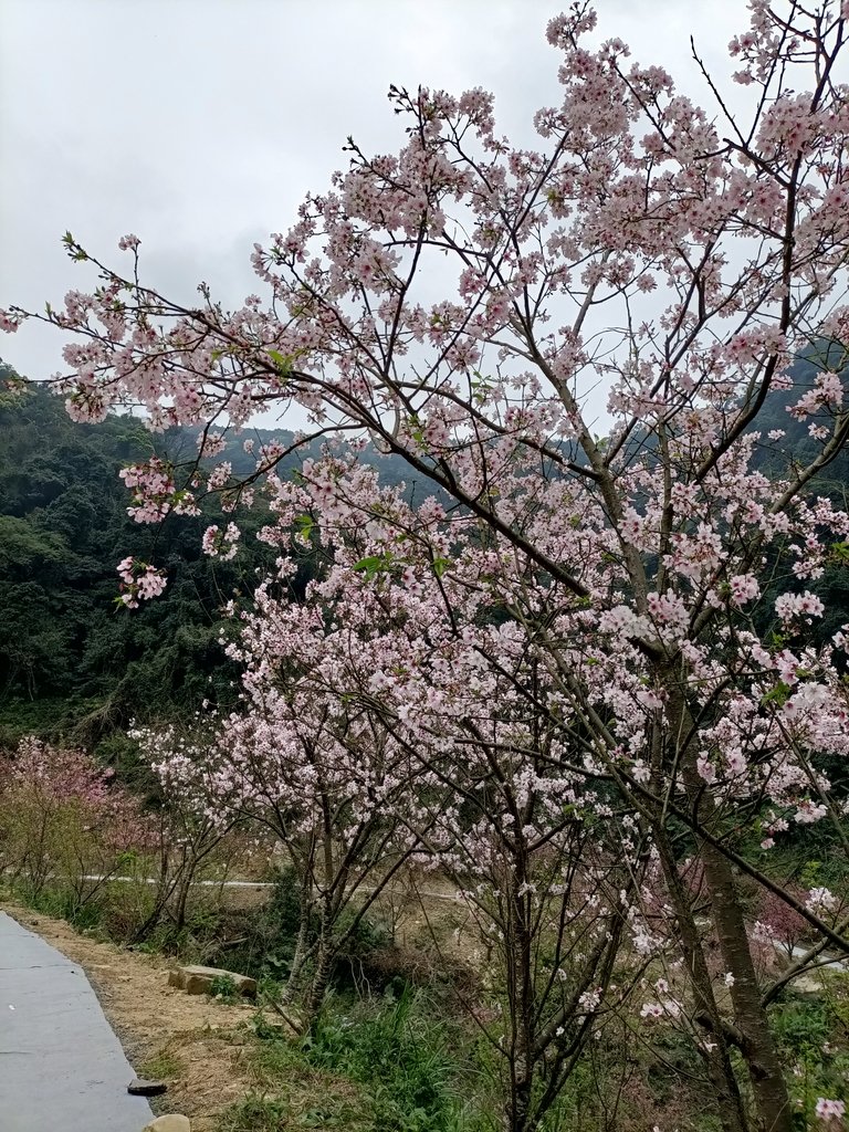 IMG20210226130820.jpg - 三峽  熊空  大熊櫻花林