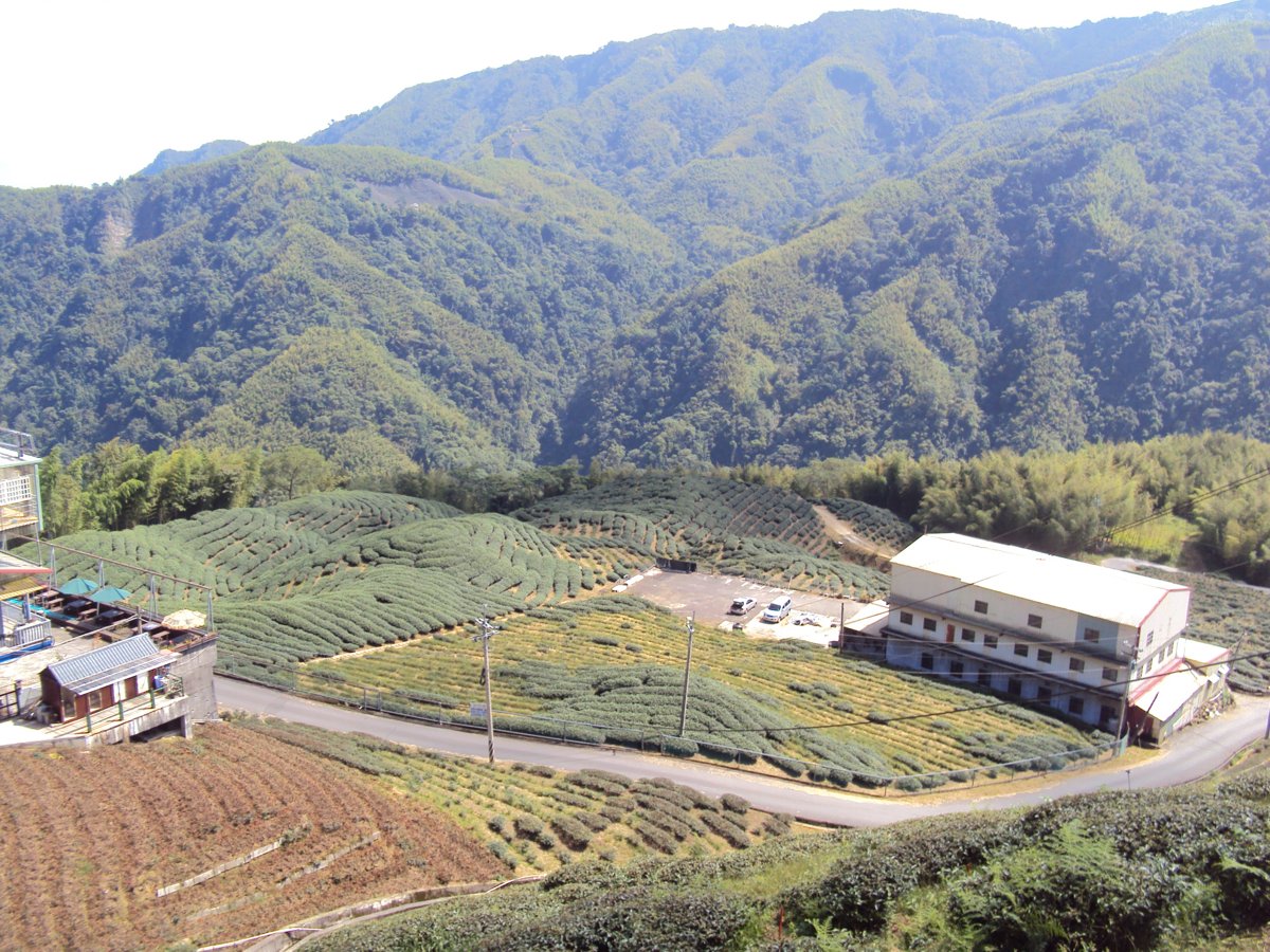 DSC07974.JPG - 竹山  軟鞍  八卦茶園