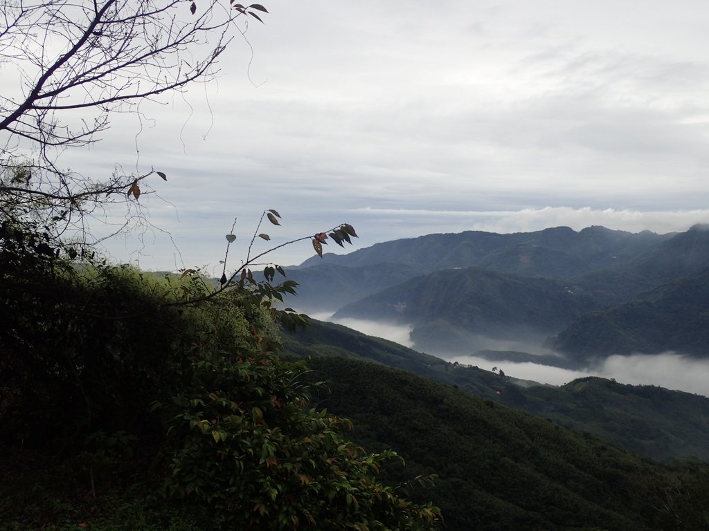 PA231777.JPG - 往三層坪途中之  茶園景致