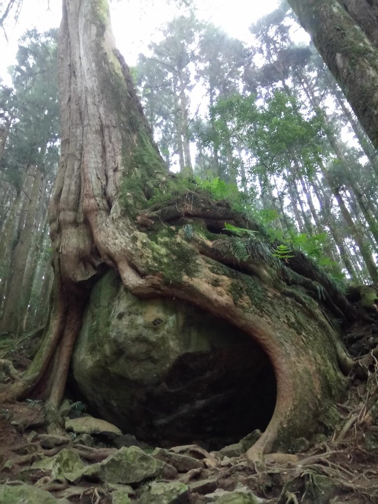 DSC_1541.JPG - 阿里山  二萬平  抱石神木