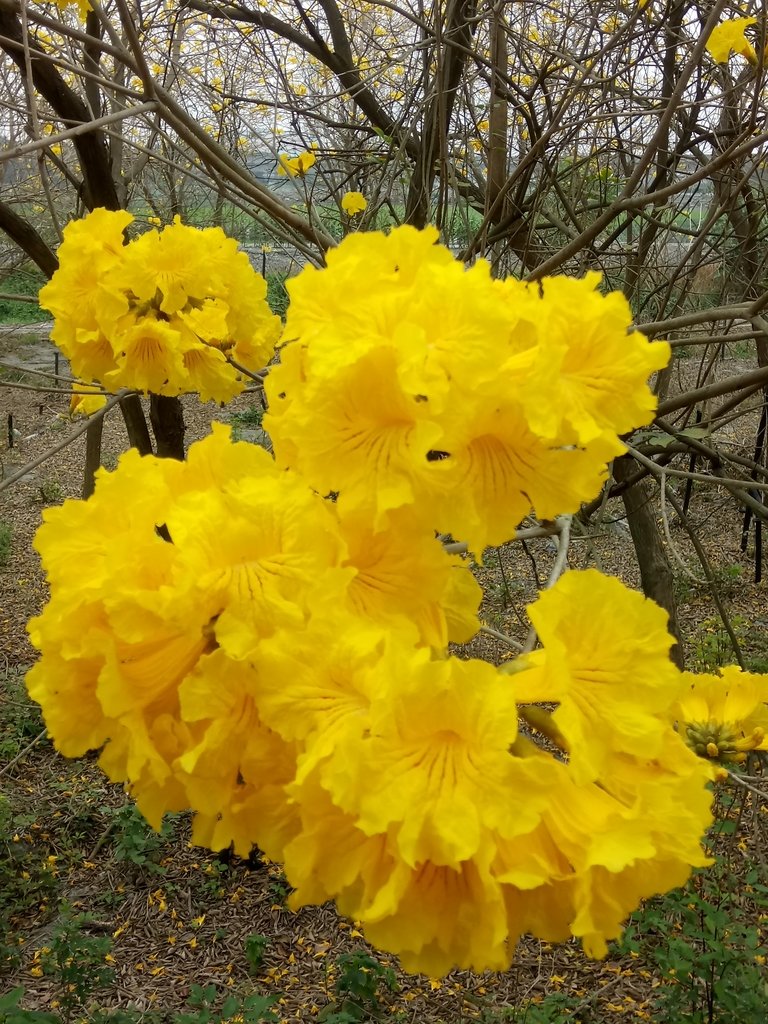 DSC_8423.JPG - 竹塘  田頭堤防  黃花風鈴木