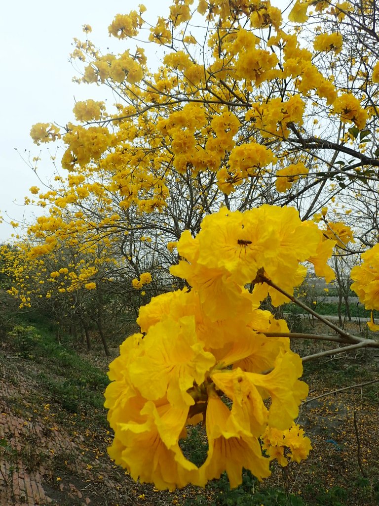 P3066569.JPG - 竹塘  田頭堤防  黃花風鈴木