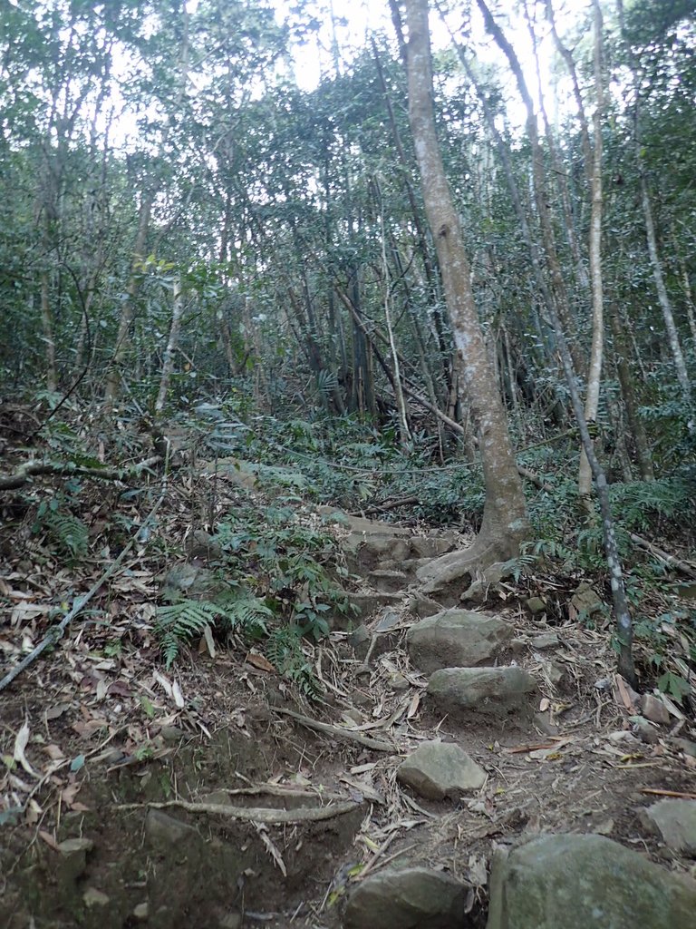 P3217522.JPG - 谷關七雄  白毛山  01