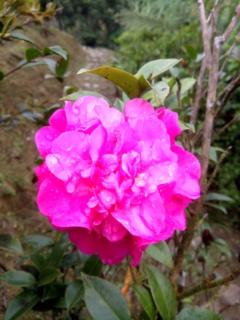 DSC_7155.JPG - 坪林  鬼子賴尖山